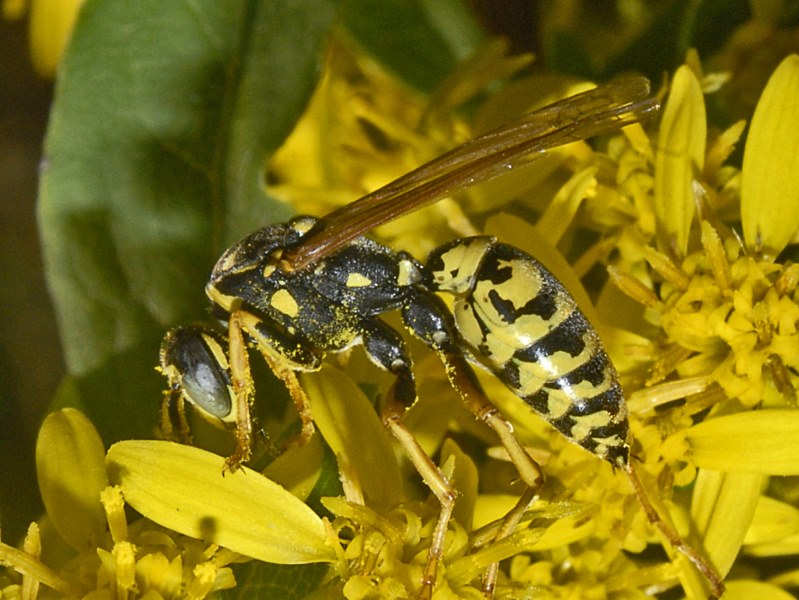 Vespe d''Ottobre: maschio di Polistes sp.